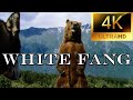 Bear Attack 1991 White Fang Whitefang Bearattack Bearvswolf