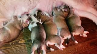 Siberian Husky Puppies Sale in Morganton, NC
