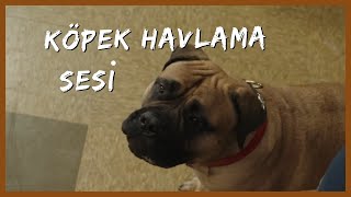 Köpek Havlama Sesi