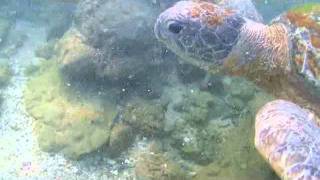 turtle lanka.avi