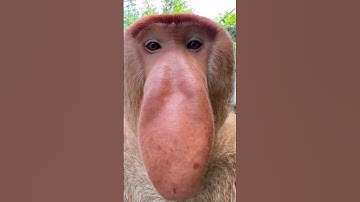 Discover the Surprising Sound of Proboscis Monkeys! #Accientpatapim #MinecraftVillager