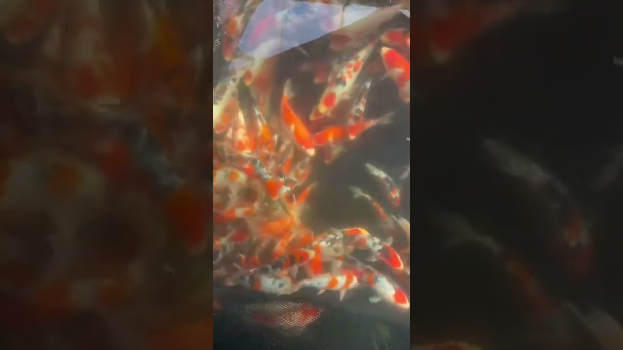 Mix Tateshita Kohaku, Tateshita Sanke , Tancho Showa , Tancho Sanke siêu chất - Ishi Koi Farm