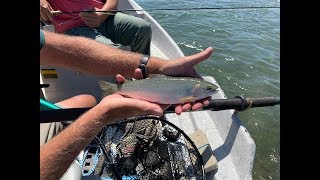Flathead River Cutthroat Trout Fishing Near Whitefish, Montana