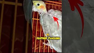 Cocktail Bird Feather Plucking Problem 😟|| #shortsfeed #minivlog #vlogs #akpetsvlog