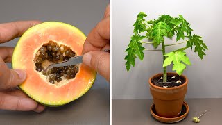 Growing Papaya Tree From Seed Time Lapse - 60 Days