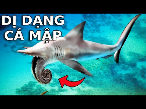 ĐÂY LÀ CON CÁ MẬP DỊ DẠNG NHẤT ĐẠI DƯƠNG | GNDTT