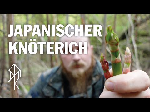 Der Japanische Knöterich - Die meistgehasste Pflanze in Deutschland | Survival | Urviech