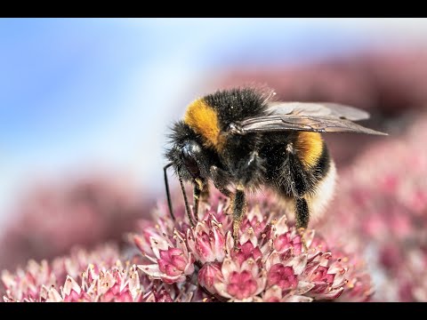 De Hommel - Een Mizzemos Kinderliedje over de hommel - Kinderliedje natuur