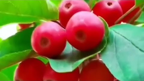 (إِنَّ الْمُتَّقِينَ فِي مَقَامٍ أَمِينٍ (51) فِي جَنَّاتٍ وَعُيُونٍ (52) القارئ عبد الولي الأركاني