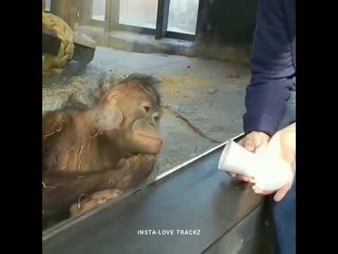 حتى الشمبانزي انخدعت