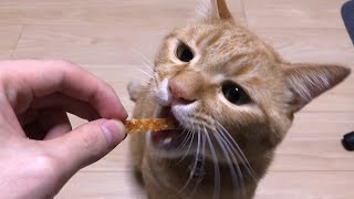 【おやつ】食いしん坊猫のササミジャーキへの執着が凄すぎるwww
