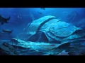 Miniature de la vidéo de la chanson Oceanea (Stumblework, Tim Exile Remix)