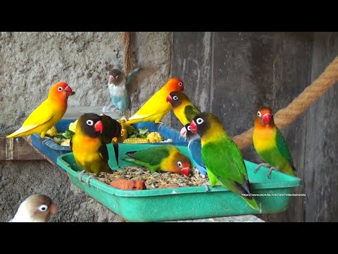 Lovebirds Meal Time