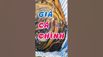 ✅ Giá Cá Chình Miền Tây tăng mạnh! ↗ #cachinh 7/2025: Cà Mau, An Giang, Cần Thơ #ĐBSCL #giathuysan