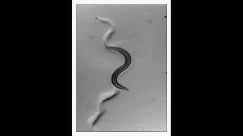 Adult roundworm Caenorhabditis elegans crawling