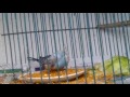 Algunos Consejos y Tips De Alimentación Para Nuestras Aves!/ Tu Mascota :)