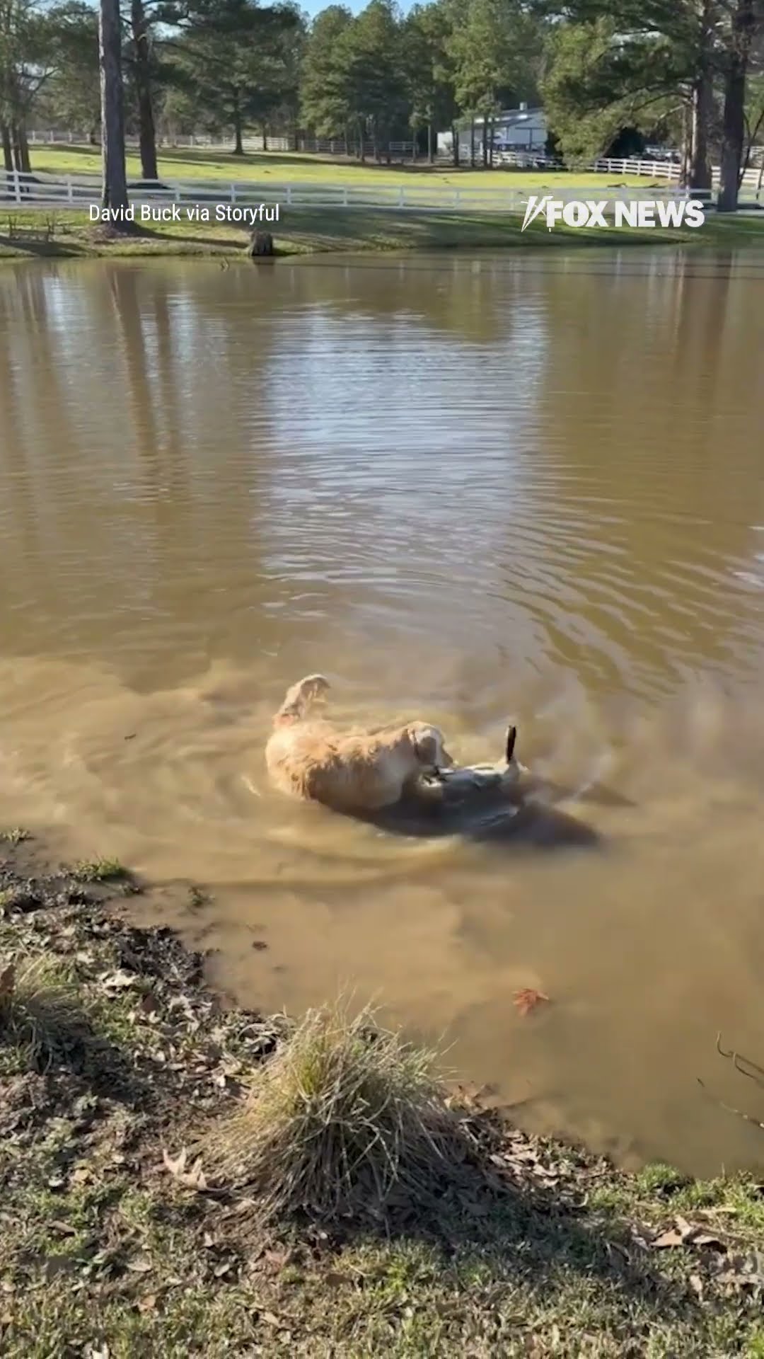 Duck catches ride on golden retriever going for a swim in a lake