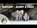 Shetland - Albert & Ernie