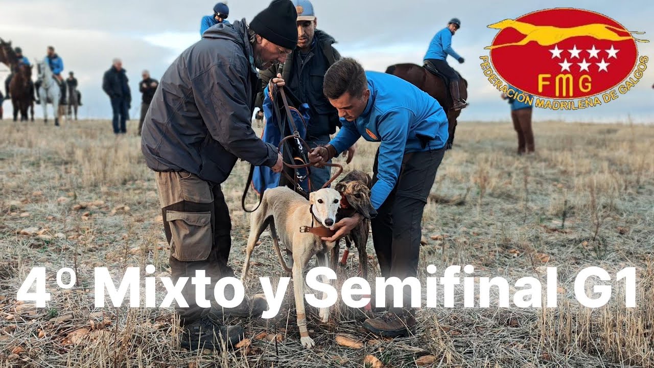 Cuartos Grupo Mixto y Semifinales del Grupo 1, Federación Madrileña de Galgos 2025. Día 1