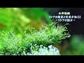 #10.リシアの設置と育成方法(1) ~リシアの魅力~(Growth method of Riccia fluitans)