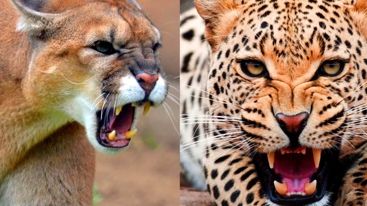 PUMA 🆚 LEOPARD | Who would win? | VERSUS 🐆 - YouTube