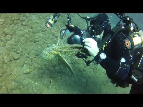 Octopus Attacks Photographer