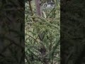 Как создать живую изгородь из ёлок 🌲🌲🌲 Даже король Великобритании разговаривает с растениями