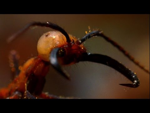 Видео: Отгоняют ли муравьи термитов?