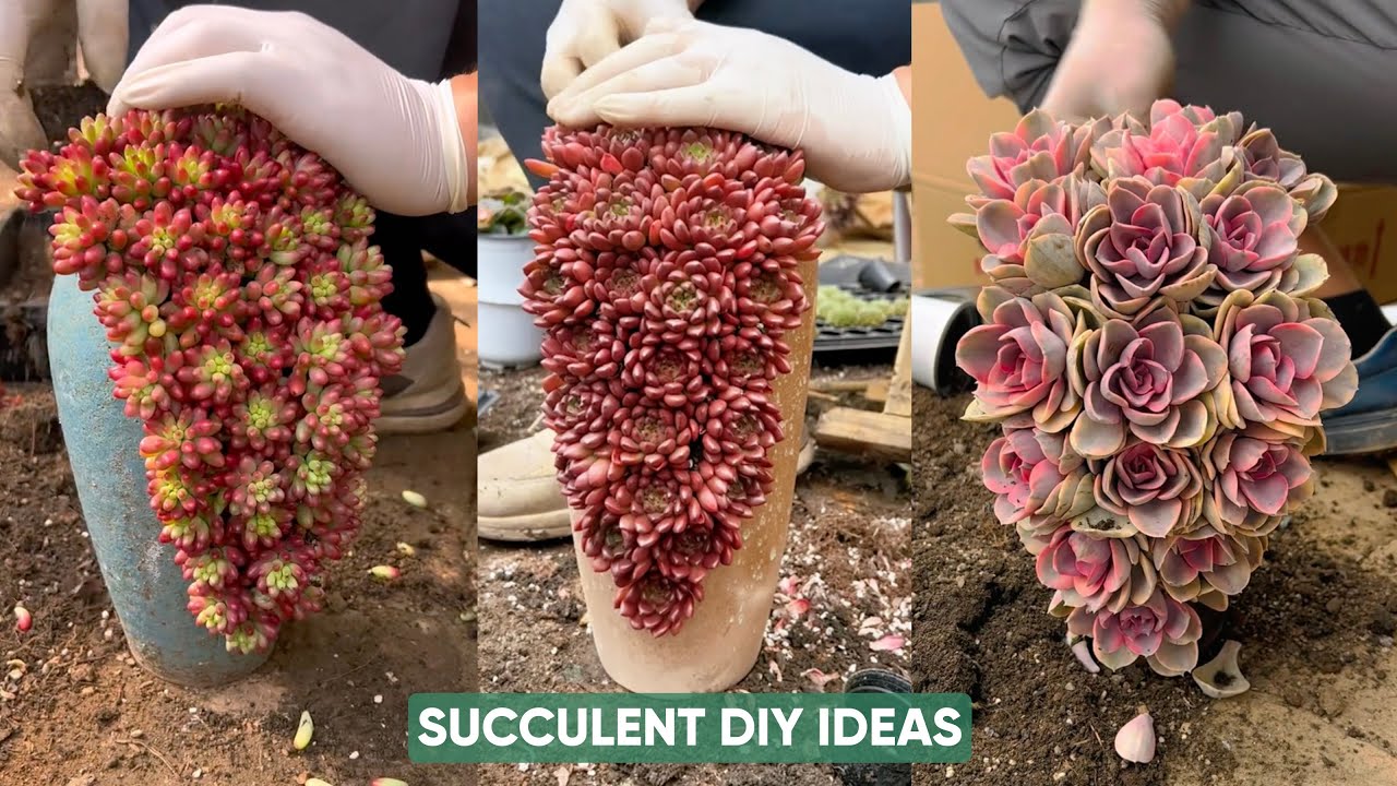 Step-by-Step: How to Make a Succulent Arrangement for Your Garden | 다육이 ...