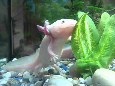 Axolotl mexický - YouTube