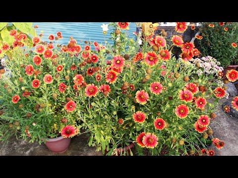 Video: Gaillardia Hybrid