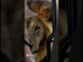Lion safari, gets too close to the car…