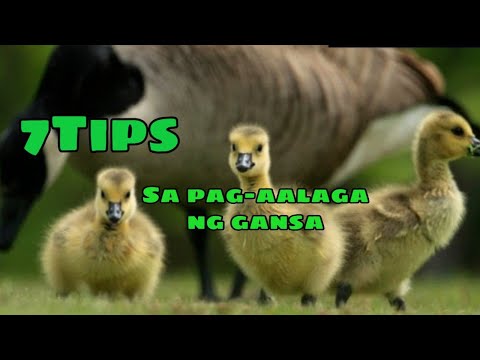 Video: Pag-aalaga Ng Gansa Sa Taglamig
