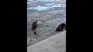 Спасение утопающего из-подо льда в Семее на Иртыше, видео очевидца