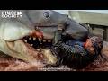 Jaws 1975 Brody Kills The Shark Full Scene