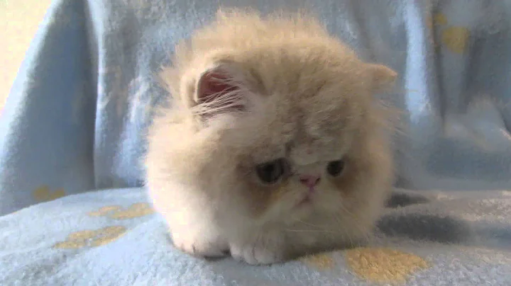 Watch the video about Cream/white Persian kitten available soon