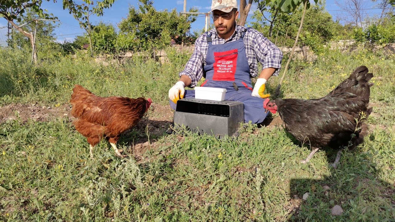 Kafaları suya sokma challenge (Australorp ve Rır tavuklar)
