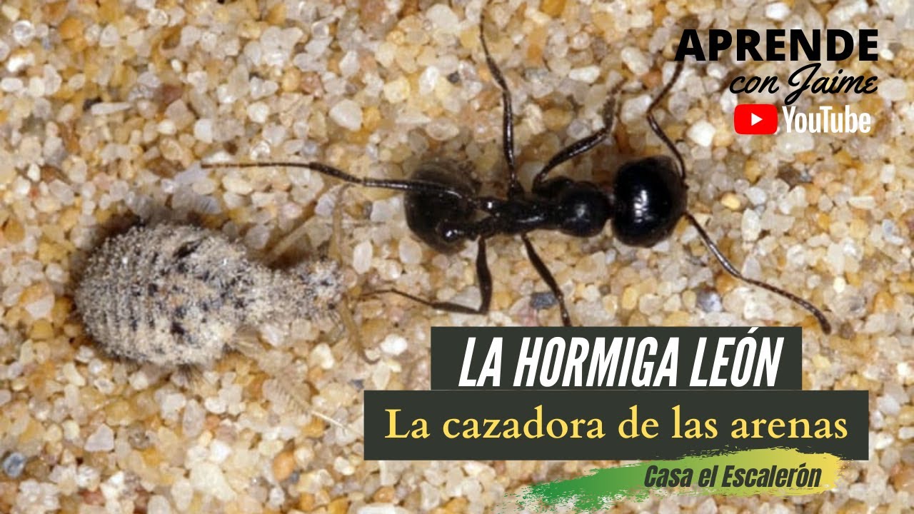 🐜 La hormiga león, la cazadora de las arenas Aprende con Jaime YouTube 🐜 La hormiga león, la cazadora de las arenas Aprende con Jaime YouTube