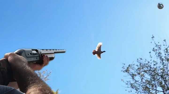 Top 5 Chasse au Perdrix - Top Amazing Hunting Partridge - Chasse Perdrix