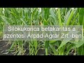 Silókukorica betakarítás a szentesi Árpád-Agrár Zrt.-ben