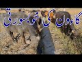 Gaon ki routine khobsorat janwar  village life  aftabchandio desi vlogs