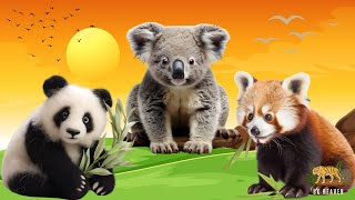 Lovely Animal Sounds: Koala, Red Panda, Panda, Bear, Fox | Animal Moments