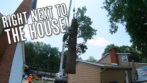 Using A Crane To Remove An Oak Tree