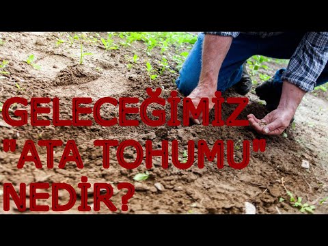 Video: Tohumlar Ve Lychees Nedir