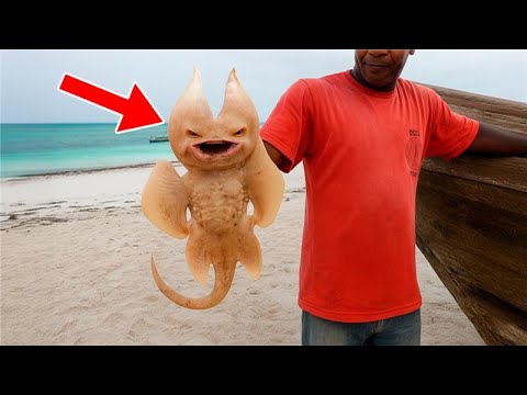 CRAZIEST Recently Discovered Animals