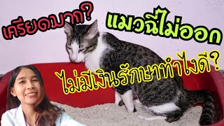 แมวฉี่ไม่ออก ฉี่เป็นเลือด มีวิธีรักษาเอง (ไม่ต้องหาหมอให้เสียตังค์) |home remedies for cat FLUTD