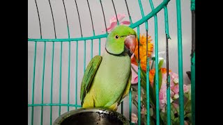Parrot Laughing and Talking! screenshot 2