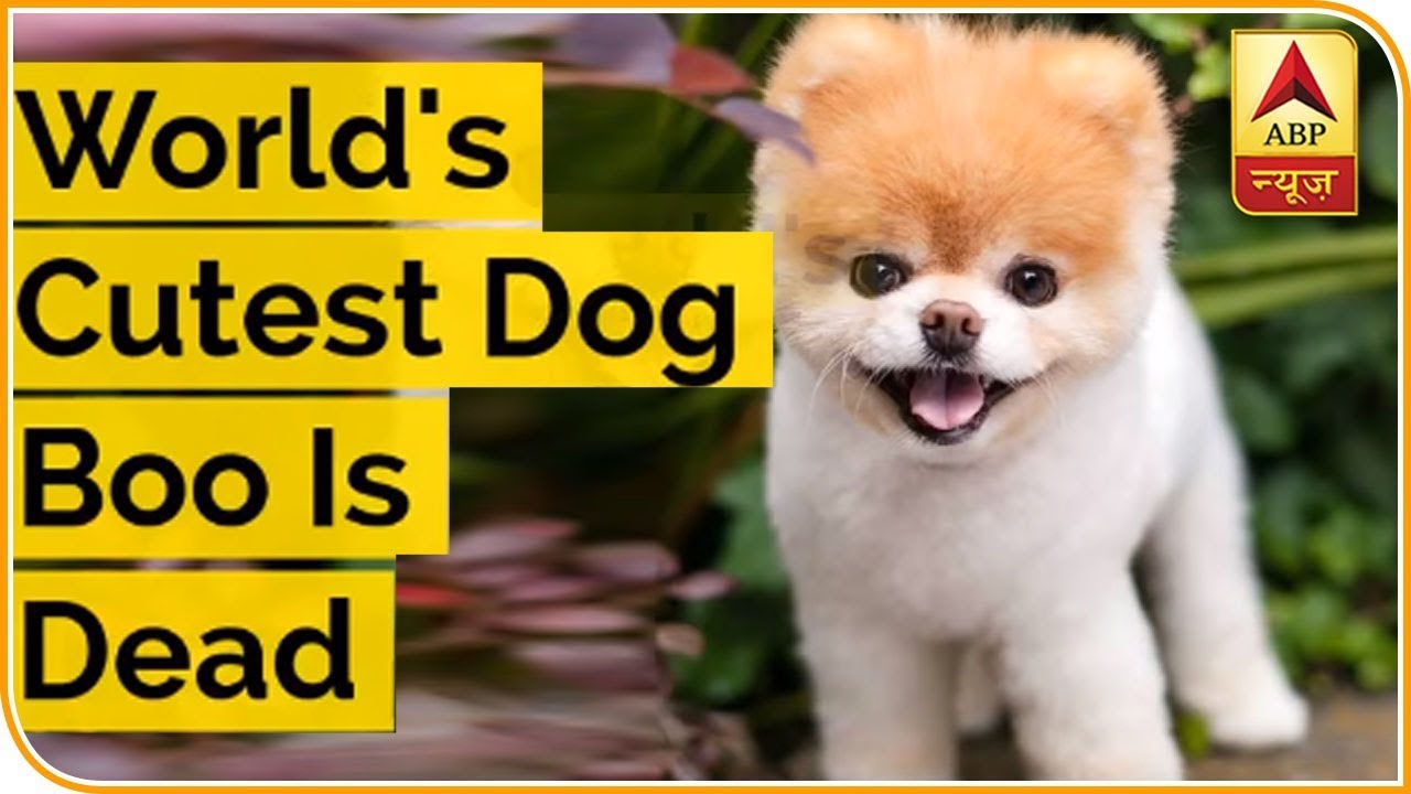 World's cutest dog' dies of a 'broken heart