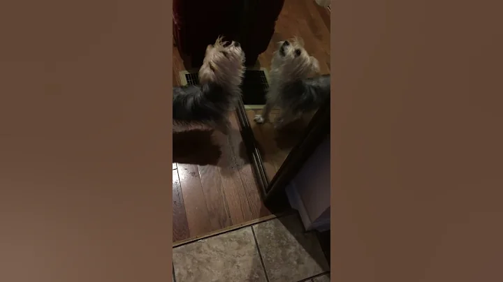 Mirror, mirror off the wall pet loves mirror, I th...