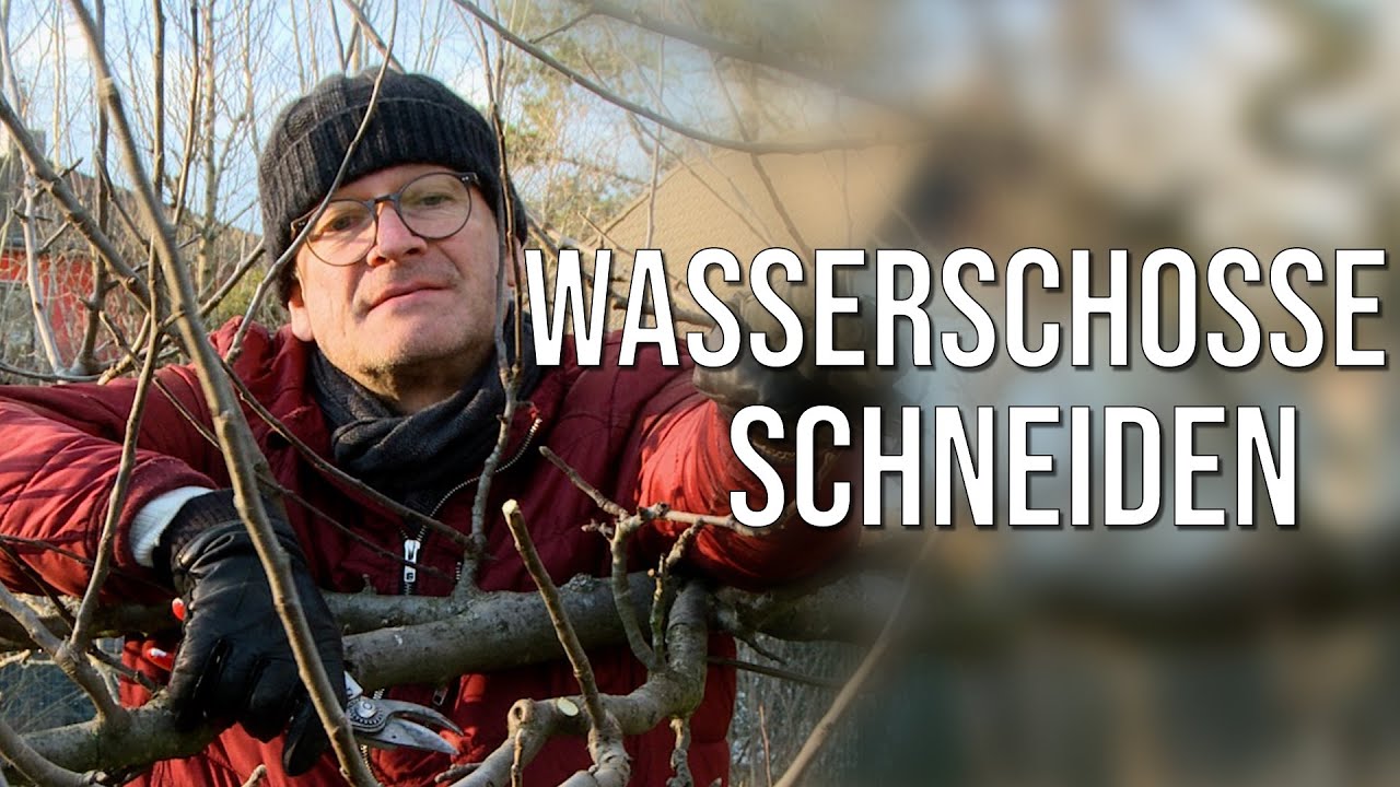 Wasserschosse schneiden